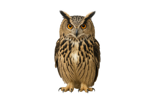 Majestic Eurasian eagle owl with piercing orange eyes isolated on transparent background, detailed wildlife close-up for nature, animal, and educational projects - Powered by Adobe