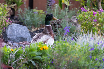 A male mallard duck stands alert in a vibrant garden in the Alameda, Oakland, California, USA. Blending with the colorful flowers.