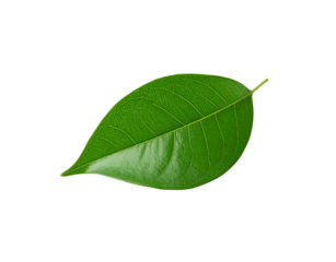 Glossy green leaf with prominent veins and a pointed tip isolated