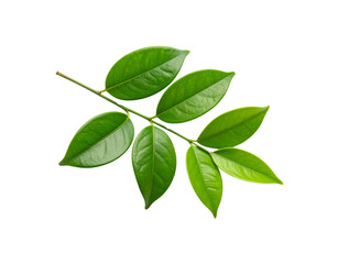 Obraz premium Glossy Green Leaves on a Branch with Visible Veins and Smooth Edges