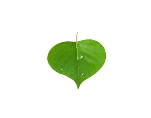 Heartshaped green leaf with water droplets showcasing intricate vein patterns and a delicate stem