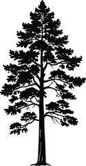 Tall Pine Tree Silhouette Vector Illustration on White Background