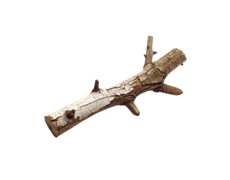 Isolated Birch Branch with Textured Bark and Small Twigs on Transparent Background