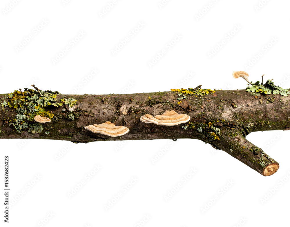 Poster mossy branch with shelf fungi and lichen patches closeup view