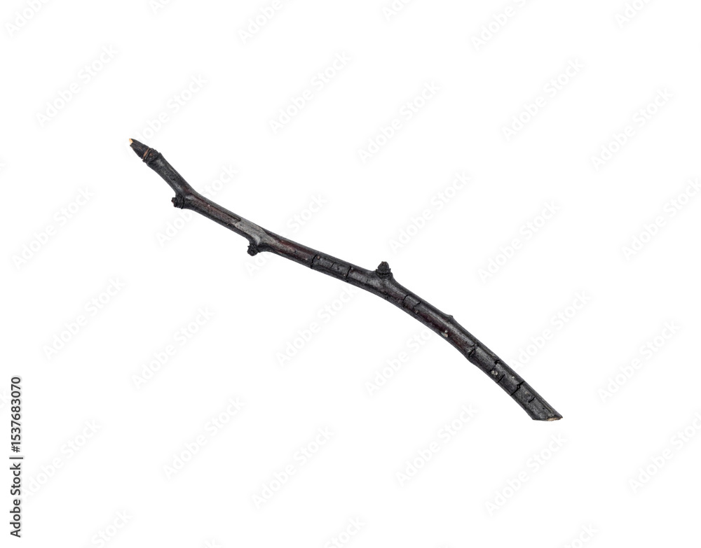 Poster single dark branch with budding tip and rough bark texture