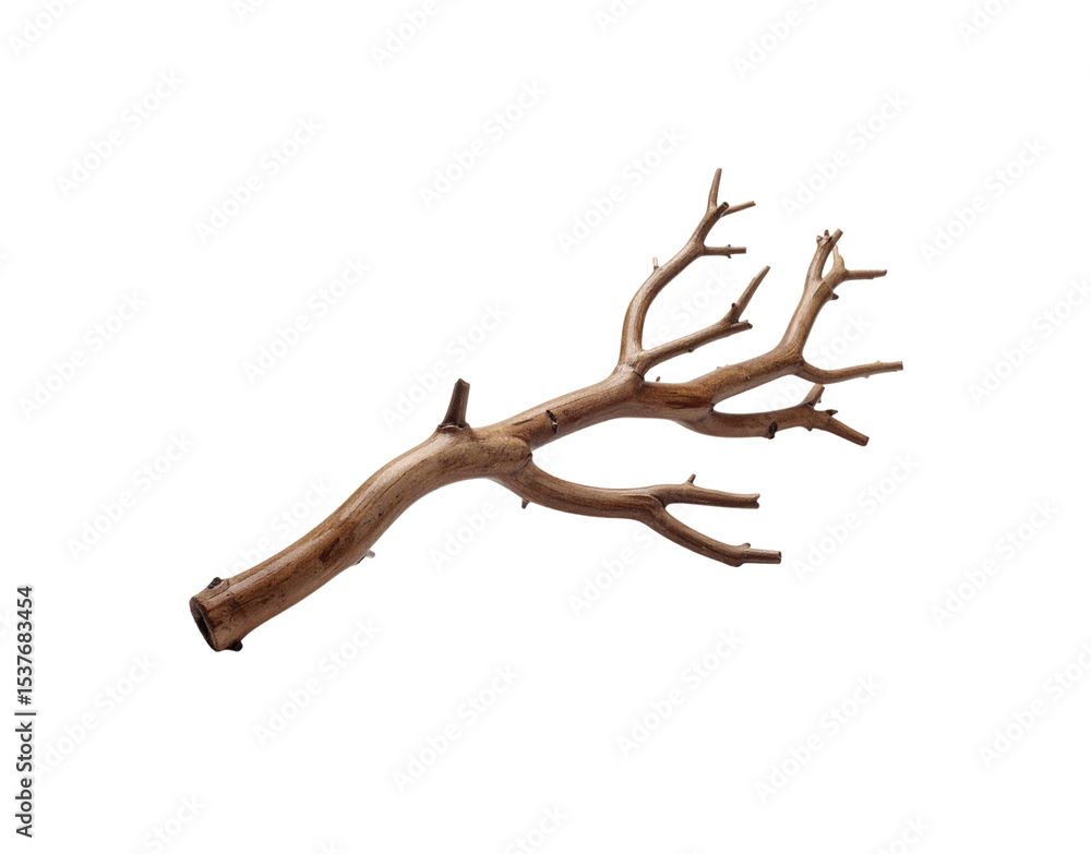 Poster smooth brown branch with multiple twigs and a hollow end isolated