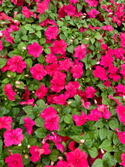 Patch of dark pink impatiens flowers blooming in green leaves in spring 