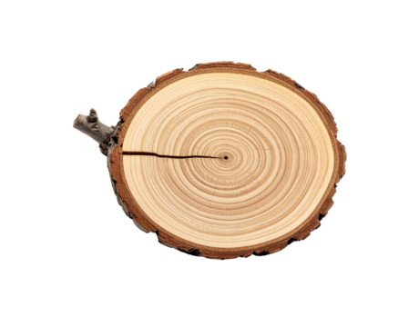 Tree cross section with visible growth rings and a small branch