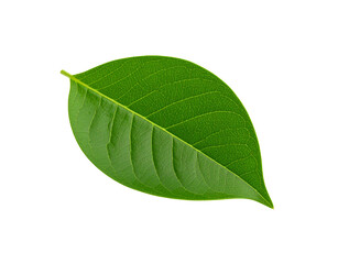 Obraz premium Vibrant green leaf with detailed venation and smooth edges isolated