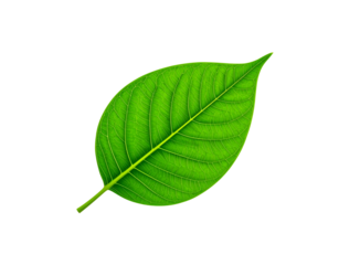 Vibrant green leaf with intricate vein patterns and a pointed tip