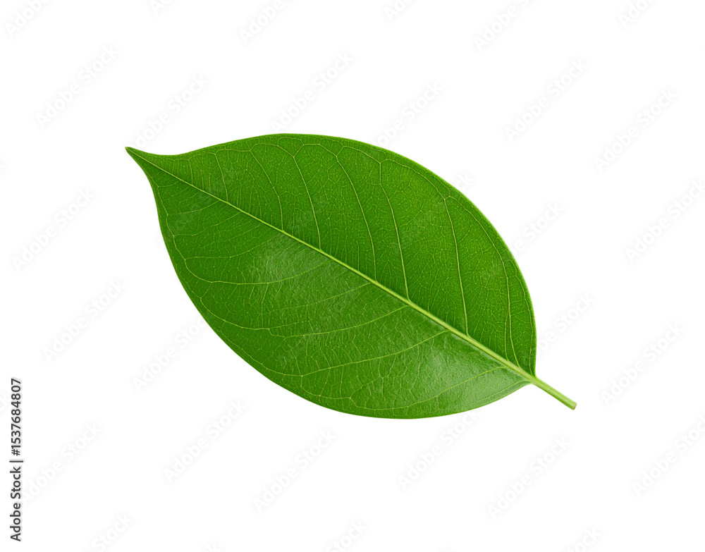 Poster vibrant green leaf with intricate vein patterns and pointed tip detail