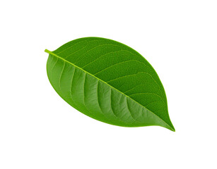 Obraz premium Vibrant green leaf with intricate vein patterns and smooth edges isolated