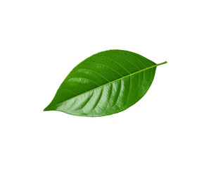Fototapeta premium Vibrant green leaf with prominent veins and a glossy surface texture