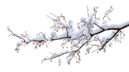 Snow covered branch with small buds isolated against a solid dark area in winter season scene on transparent background
