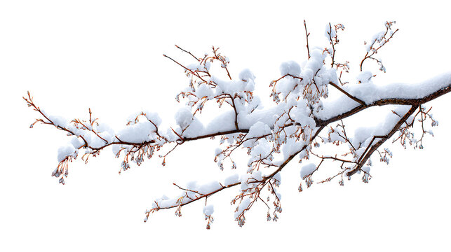 Snow covered branch with small buds isolated against a solid dark area in winter season scene on transparent background