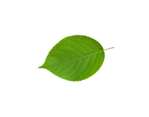 Obraz premium Vibrant green leaf with serrated edges and prominent veins isolated