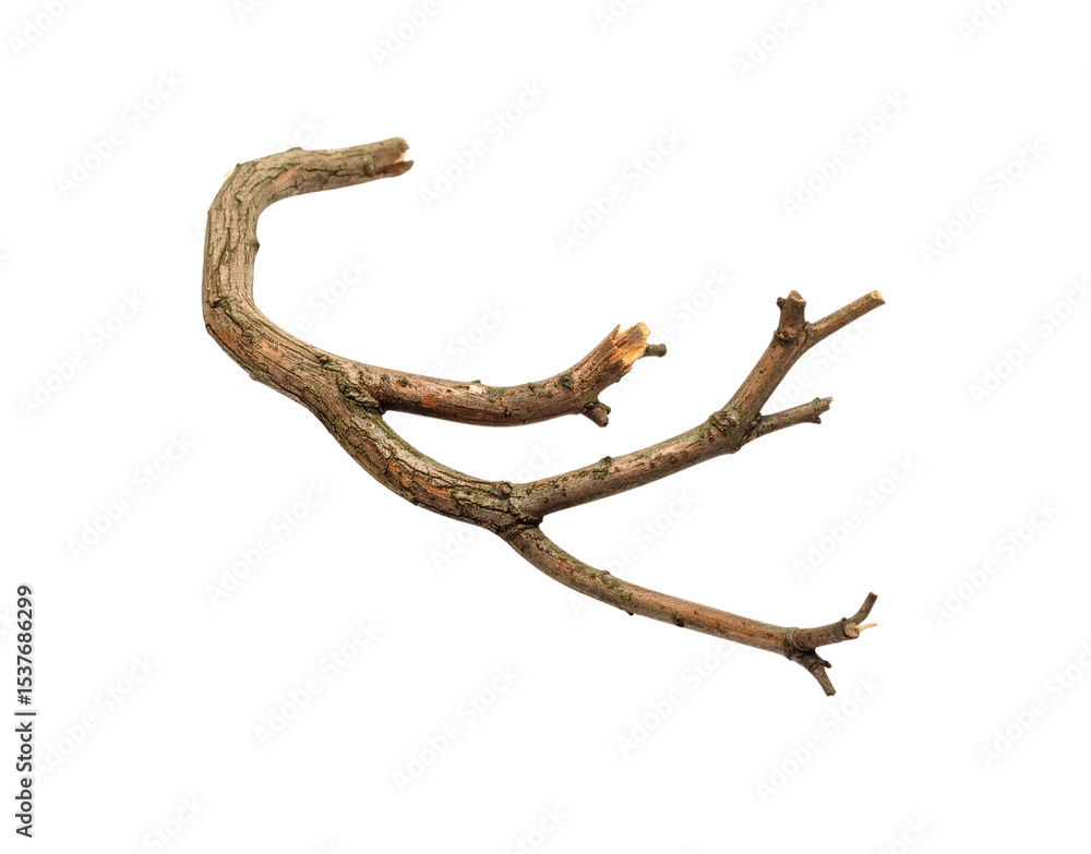 Poster weathered branch with three prongs and a curved end isolated