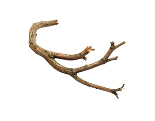 Weathered Branch with Three Prongs and a Curved End Isolated