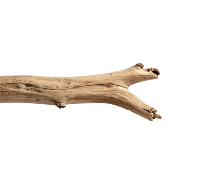 Weathered Branch with Split End Textured Bark and Small Knot Detail