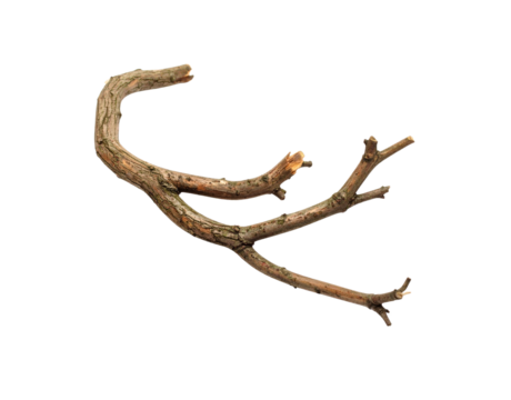 Weathered Branch with Three Prongs and a Curved End Isolated