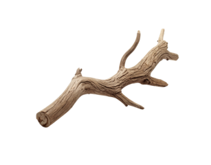 Weathered driftwood branch with textured bark and multiple offshoots