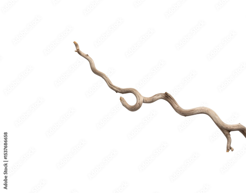 Poster winding weathered branch with textured bark and unique loop formation