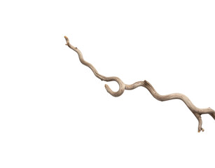 Obraz premium Winding weathered branch with textured bark and unique loop formation