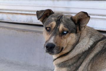 Dog with unique eye color resting on steps during daylight in a quiet neighborhood