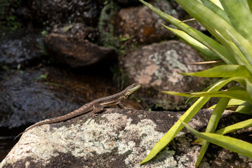 Ground lizard sunbathing on rock