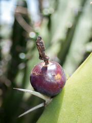 Garambullo fruit ripening on Myrtillocactus geometrizans in a sunny desert setting