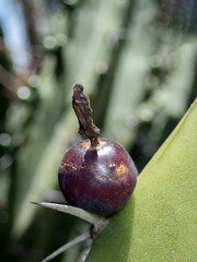 Fruits of Garambullo Myrtillocactus geometrizans growing in a desert landscape