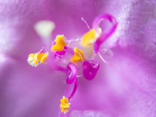Vibrant floral details highlighting the beauty of a purple flower in bloom