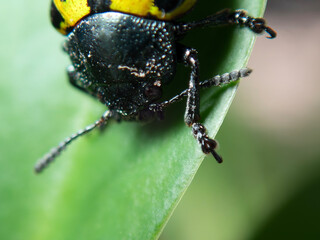 Close-up view of Calligrapha mexicana beetle resting on a leaf in a natural habitat