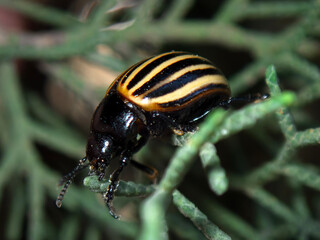 Leptinotarsa melanothorax perched on a green plant leaf in natural habitat