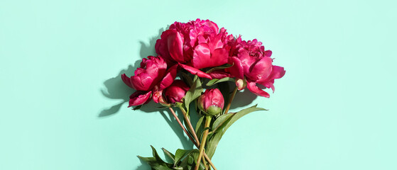 Beautiful peony flowers on turquoise background