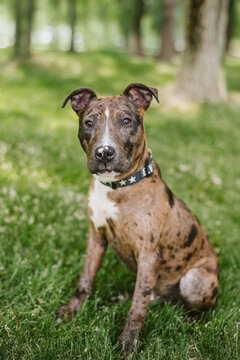 catahoula dog outside in park