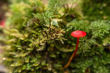 red fungus on a log with moss and damp vegetation in an Amazonian rainforest
