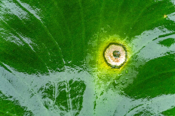 Brightness of a leaf in macro-photography with intense and detailed tones for wallpapers and...