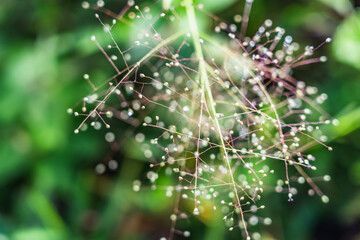 dandelion spores on a natural green background. For designs and graphic resources