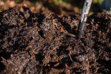 farmer collecting soil samples in a test tube in a field. Agronomist checking soil carbon and plant health on a farm