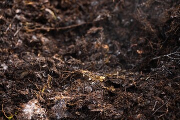 farmer collecting soil samples in a test tube in a field. Agronomist checking soil carbon and plant health on a farm