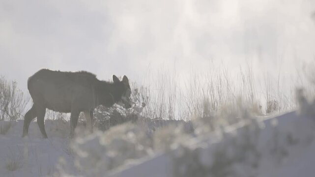 Cow elk feeding, rack focus in winter 