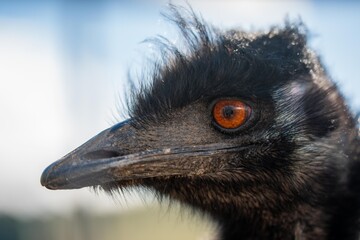 emu face close up. big bird eye in australia