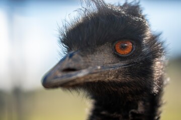 emu face close up. big bird eye in australia