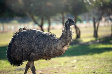 emu face close up. big bird eye in australia