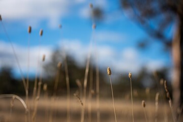 pasture and grass in a paddock on a regenerative organic flowers in a field in summer in australia