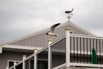 A seagull in flight with a house in the background. 