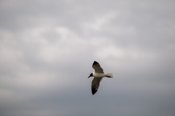 A seagull in flight against a cloudy sky. 