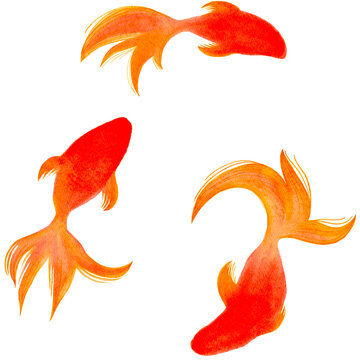 金魚 Images – Browse 20,948 Stock Photos, Vectors, and Video
