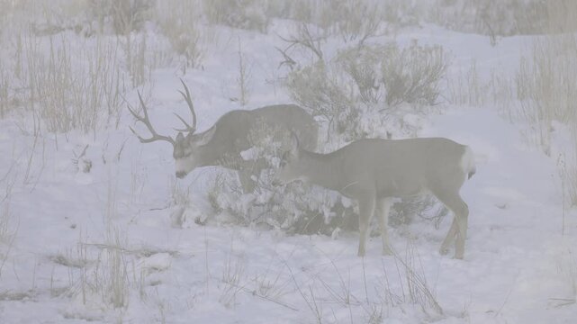 Big buck and doe in winter mule deer